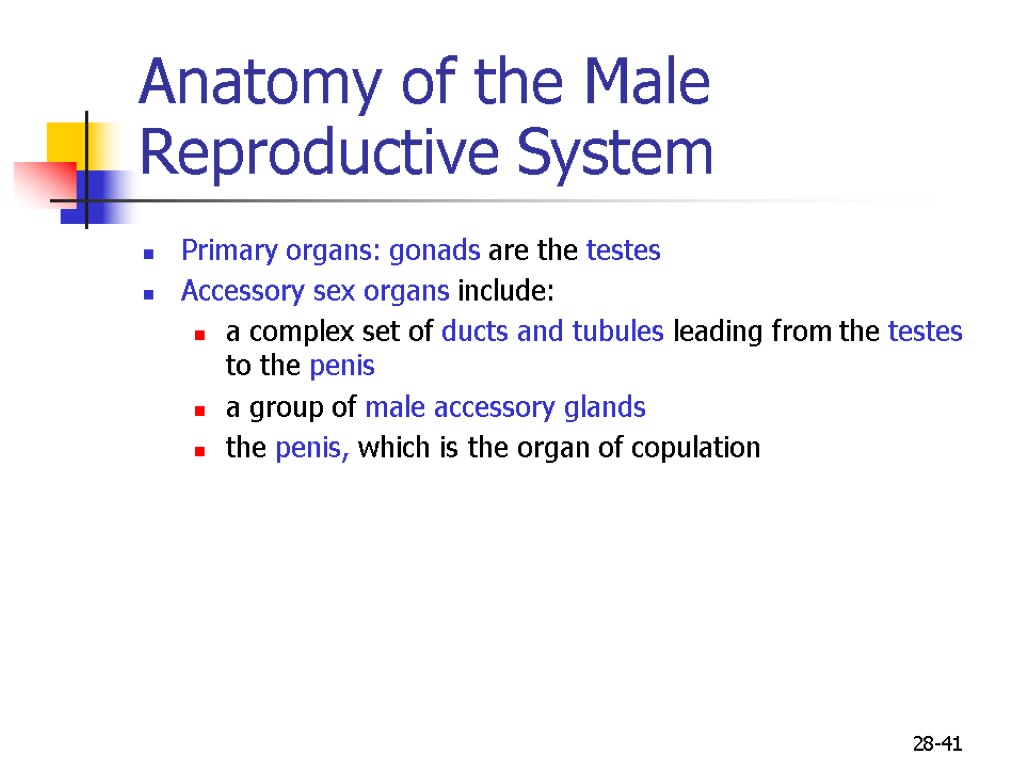 28-41 Anatomy of the Male Reproductive System Primary organs: gonads are the testes Accessory